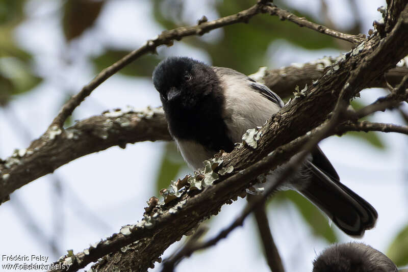 Stripe-breasted Titadult, identification