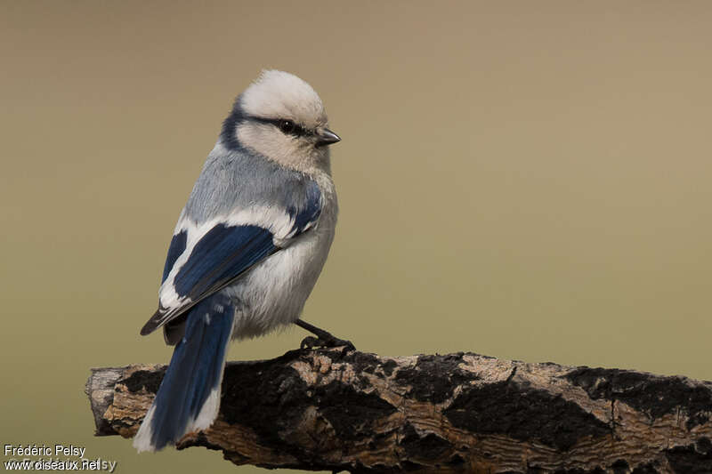 Azure Titadult breeding, pigmentation