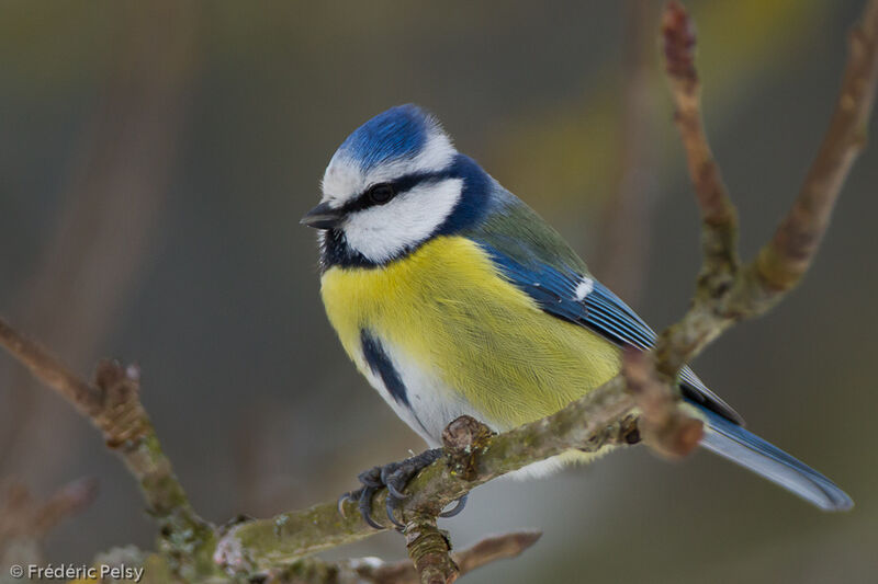 Eurasian Blue Titadult