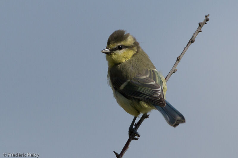 Eurasian Blue Titjuvenile