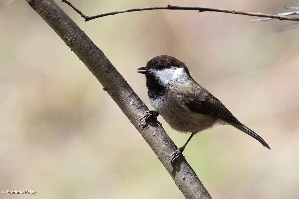 Sichuan Tit