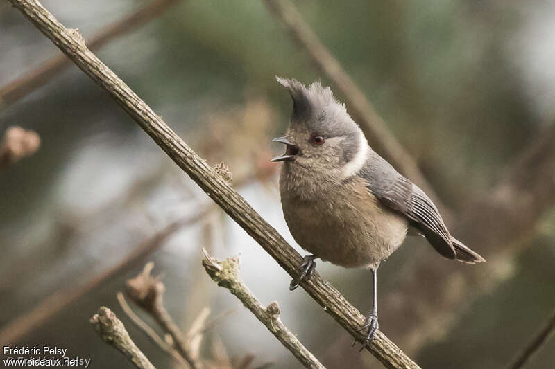 Mésange des bouleaux, identification