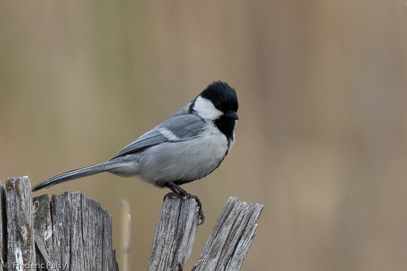 Mésange du Turkestan