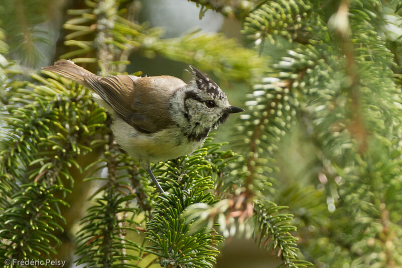 Crested Titimmature