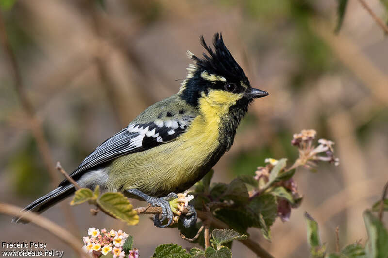 Mésange jaune, identification