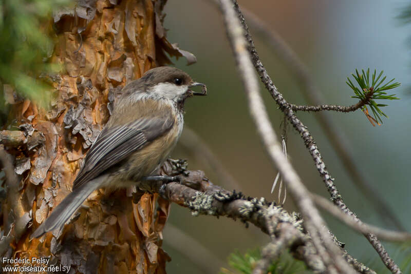 Grey-headed Chickadeeadult, habitat, pigmentation, fishing/hunting, Reproduction-nesting