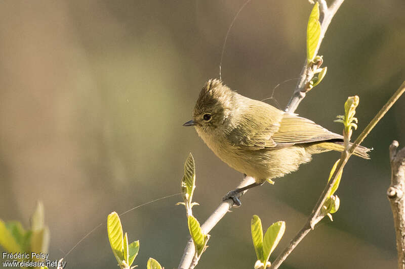 Yellow-browed Titadult, identification