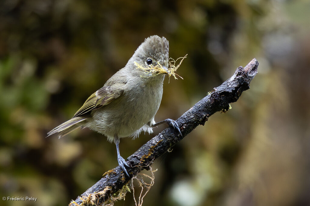 Yellow-browed Tit
