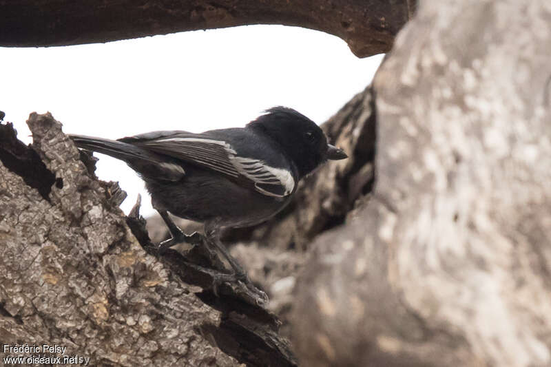 Southern Black Titadult, habitat, pigmentation