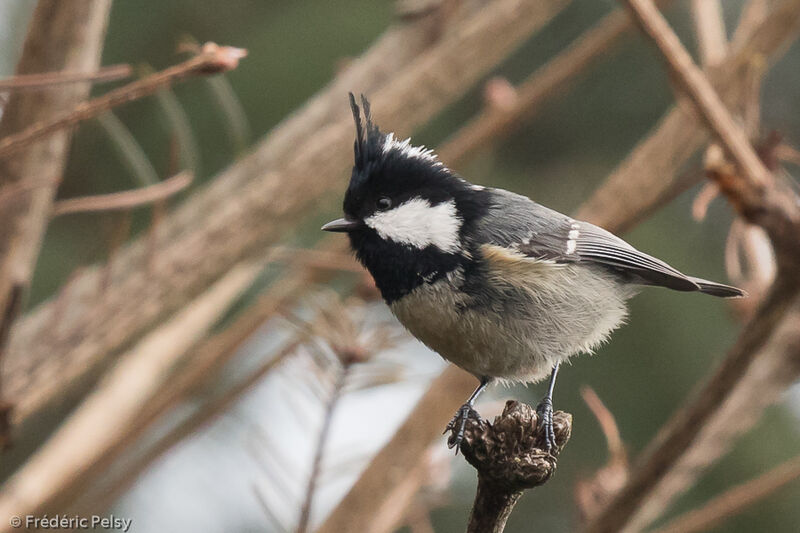 Coal Tit