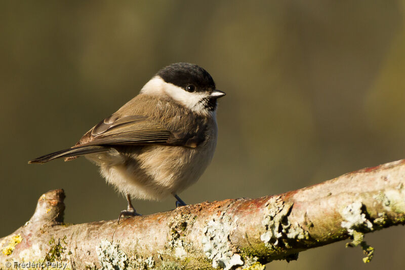 Mésange nonnette