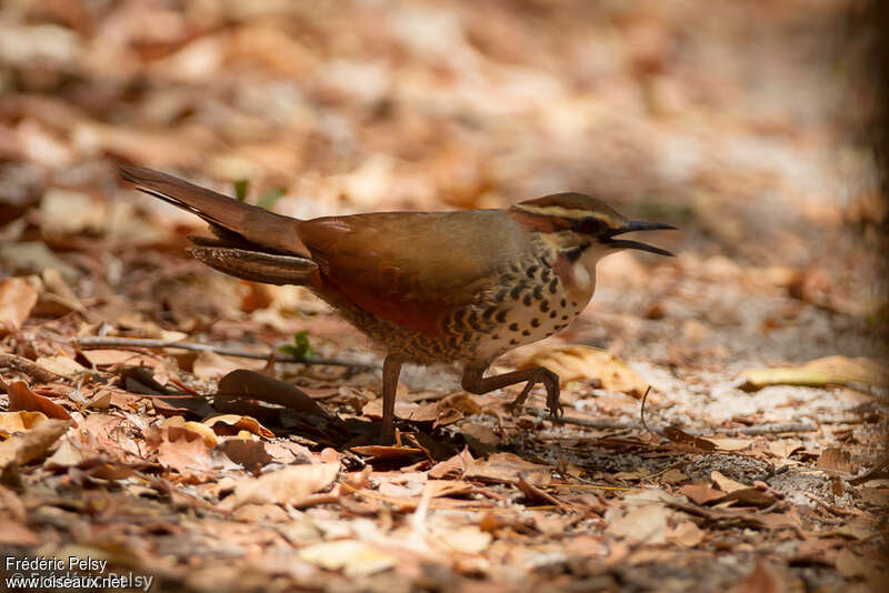 Mésite variée, identification