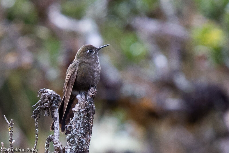 Blue-mantled Thornbill