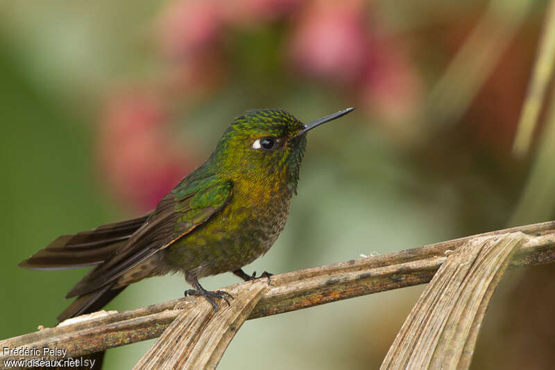 Tyrian Metaltail male immature, close-up portrait