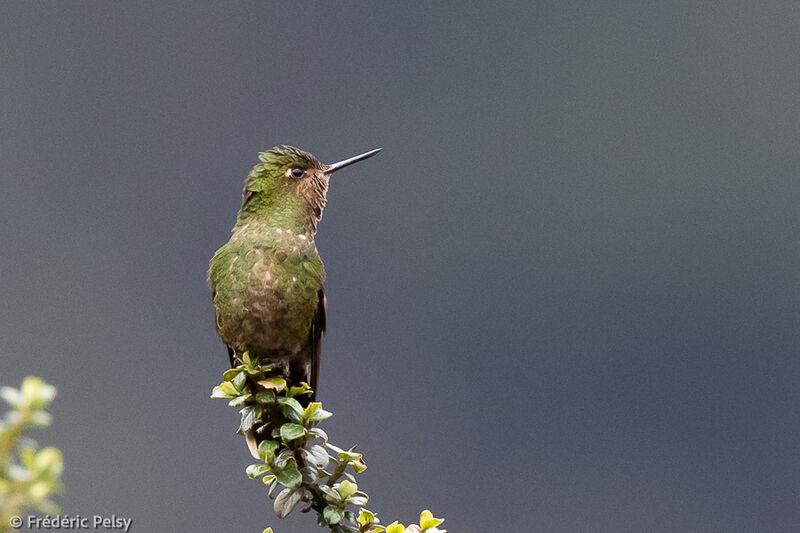 Viridian Metaltail