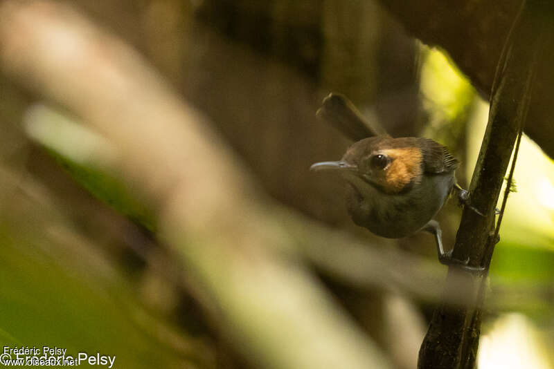 Tawny-faced Gnatwren