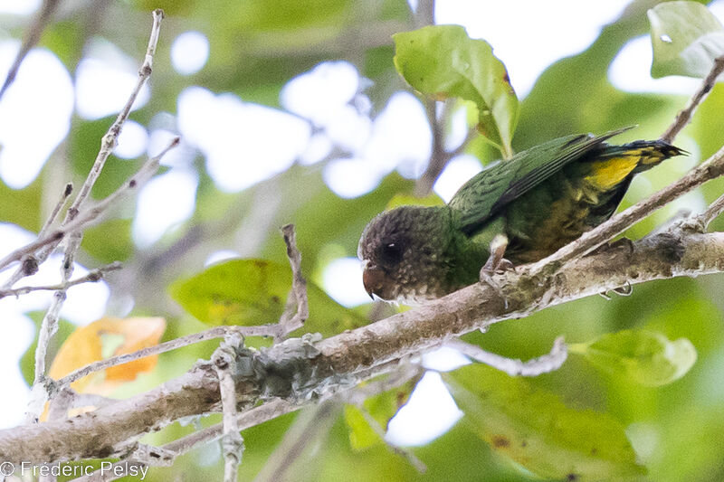 Micropsitte de Geelvink