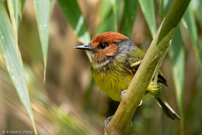 Rufous-crowned Tody-Flycatcher