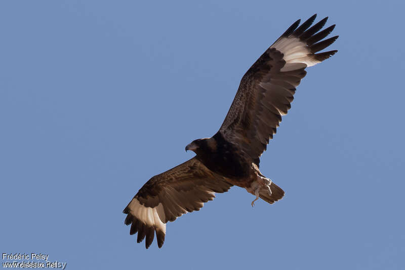 Black-breasted Buzzardadult, Flight, fishing/hunting