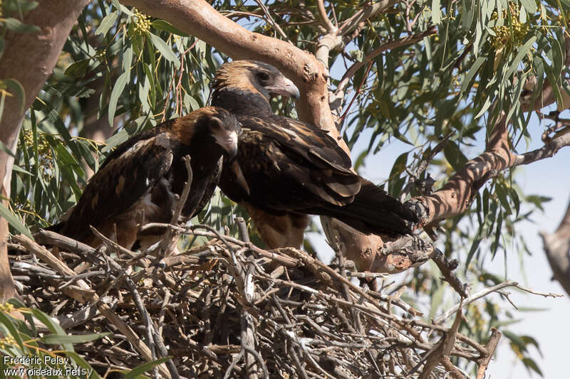 Black-breasted Buzzardadult, Reproduction-nesting