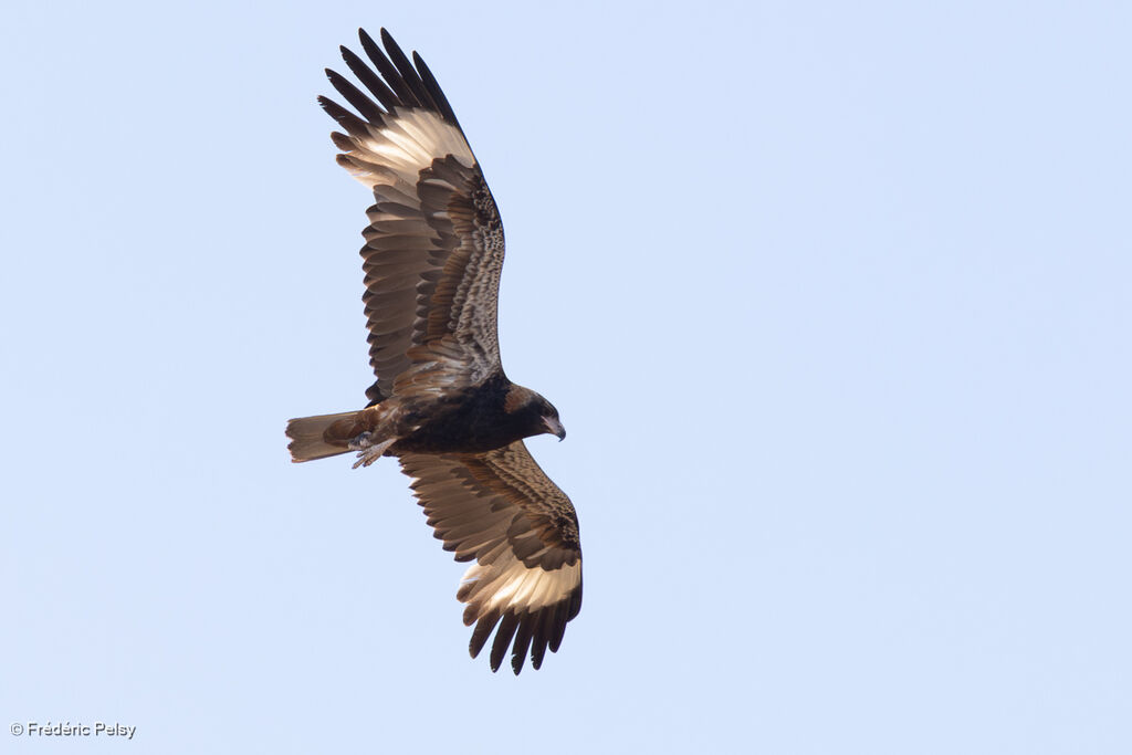 Milan à plastron - Bondrée à plastron<br />, Vol