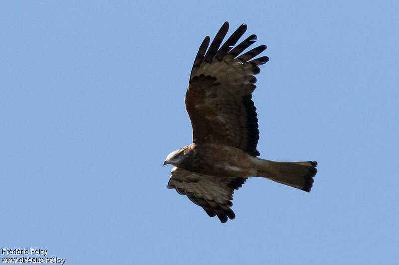 Square-tailed Kiteadult, Flight