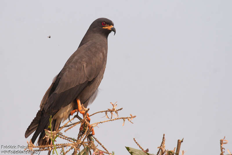 Snail Kite male adult, identification