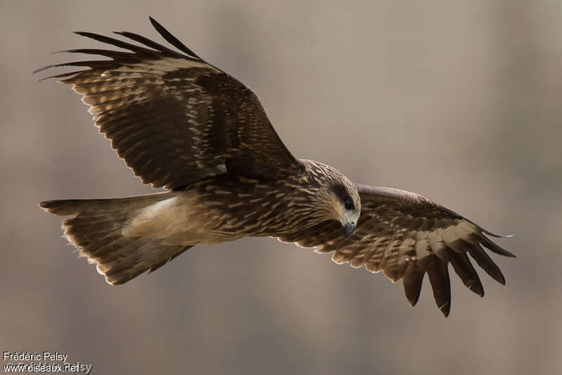 Black Kiteadult, Flight