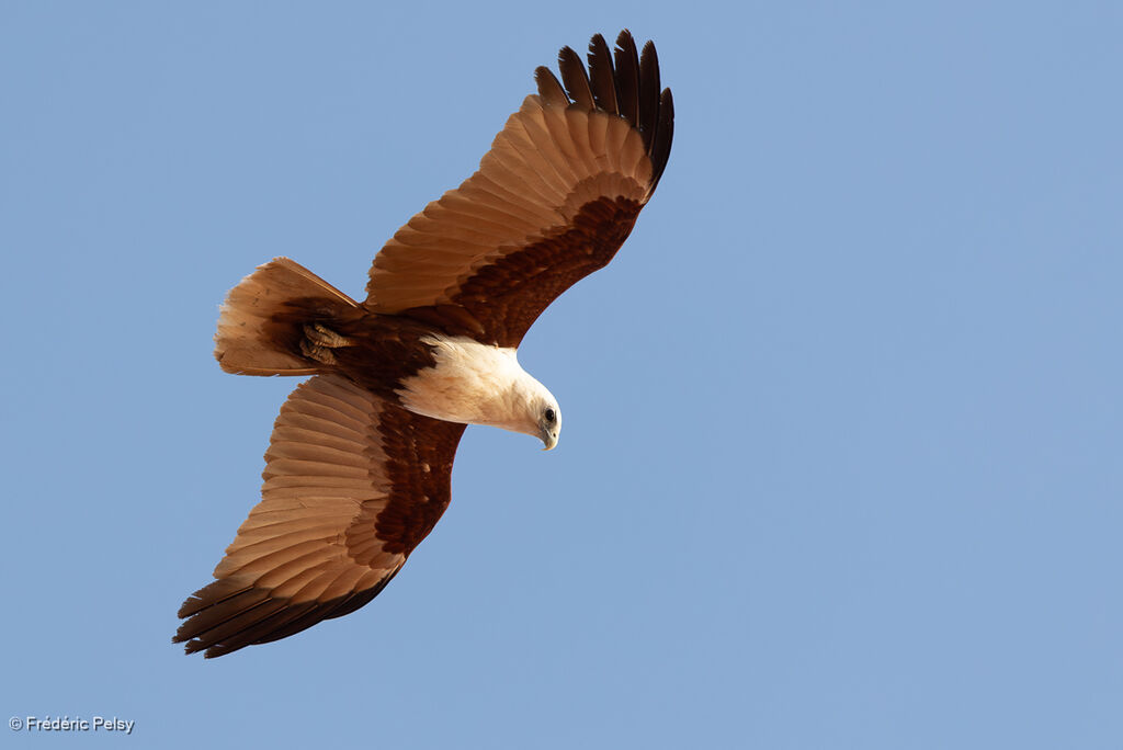 Milan sacréadulte, Vol