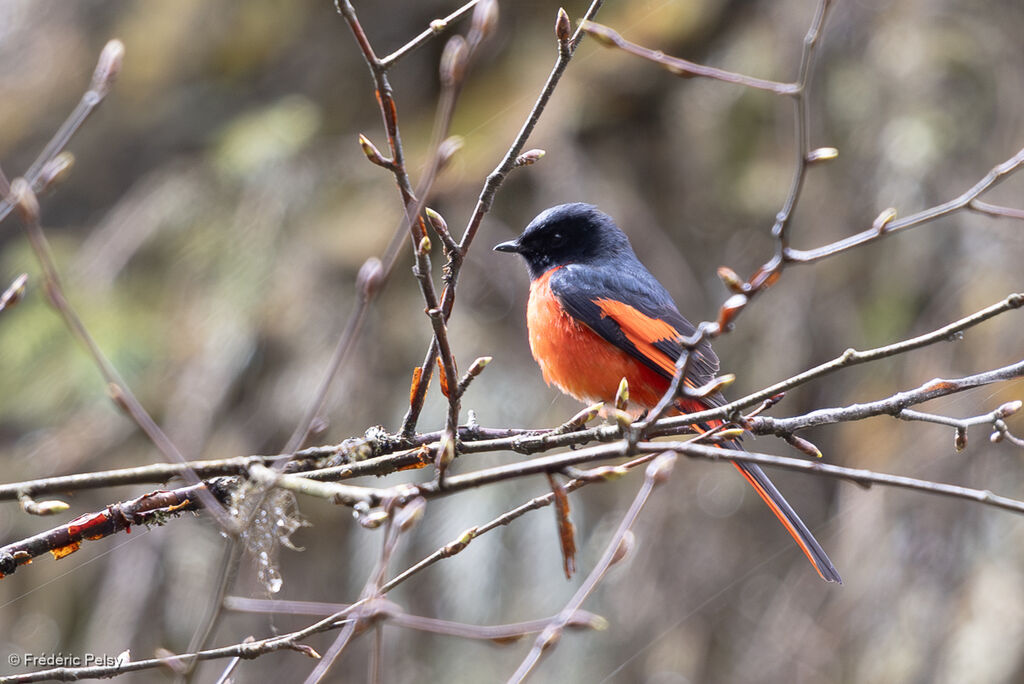 Short-billed Minivet male