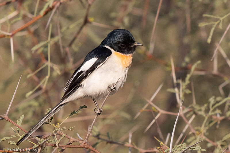 White-bellied Minivet male