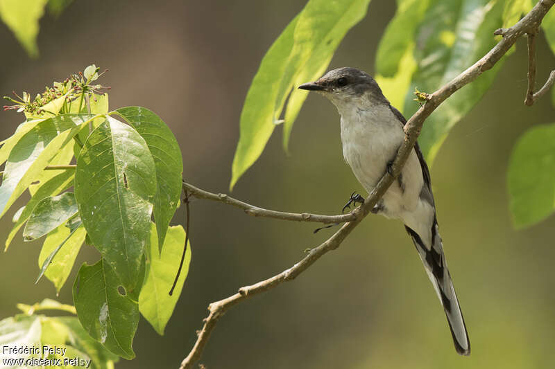 Ashy Minivet