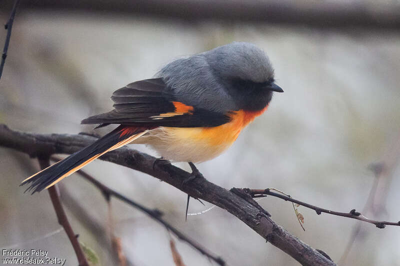 Minivet oranor mâle adulte, composition