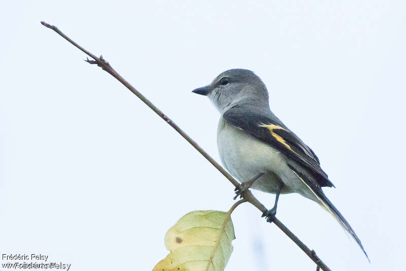 Rosy Minivet female adult, identification