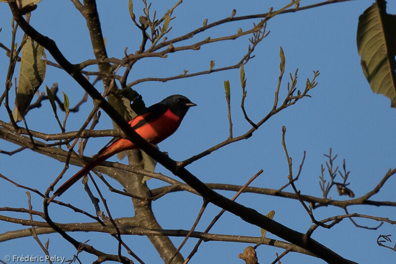 Minivet rouge mâle adulte