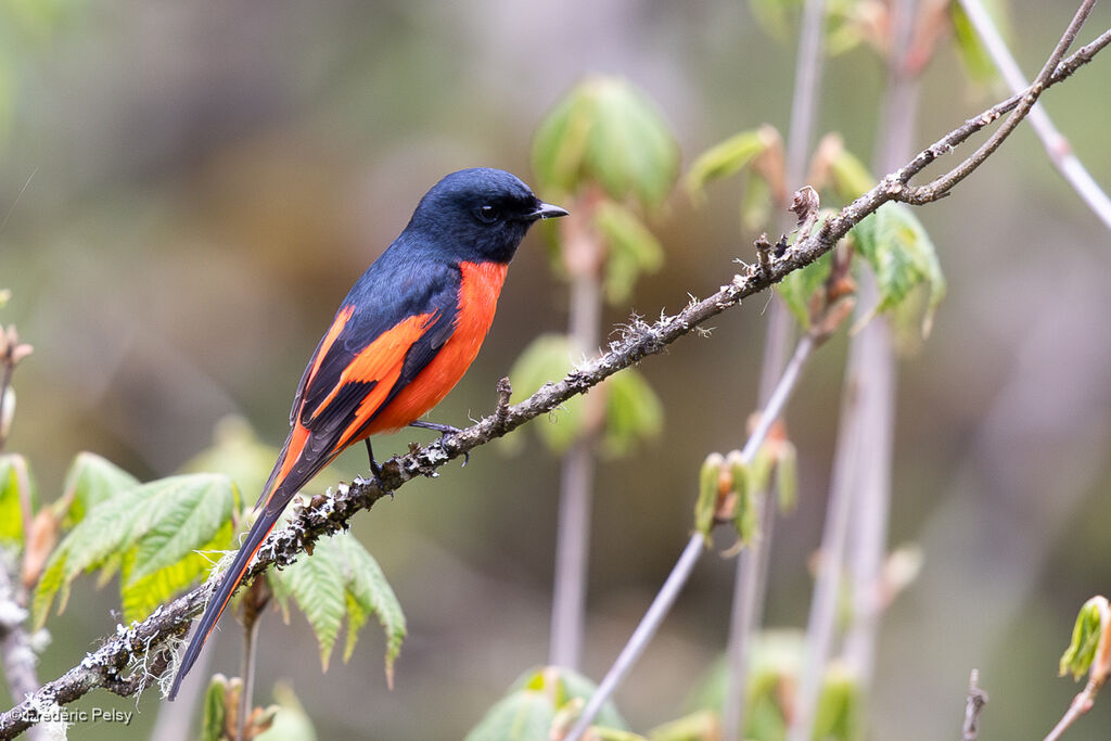 Minivet rouge mâle