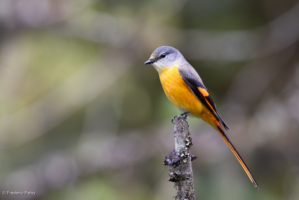 Minivet rouge