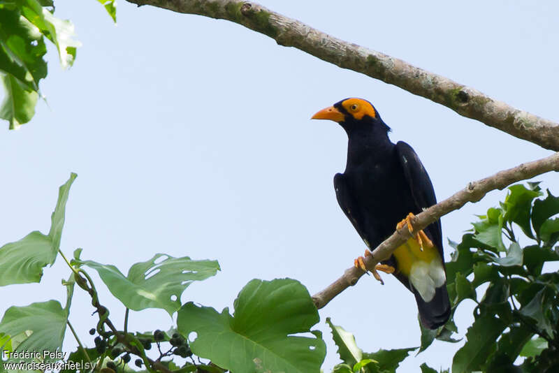 Long-tailed Mynaadult