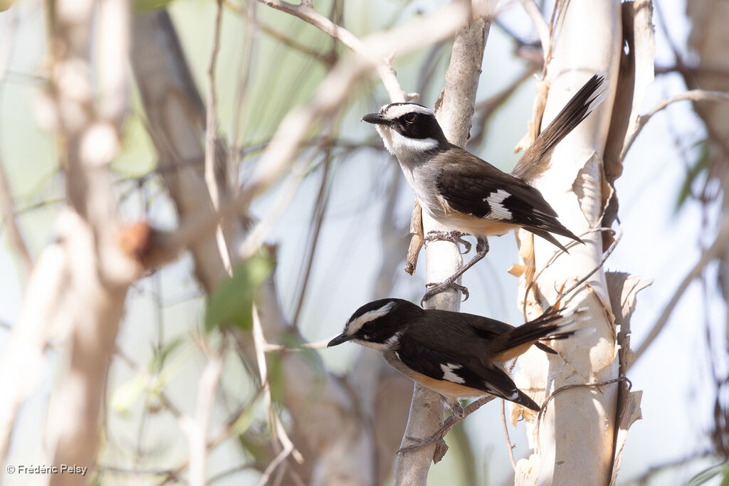 Miro à flancs chamois