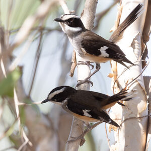 Miro à flancs chamois