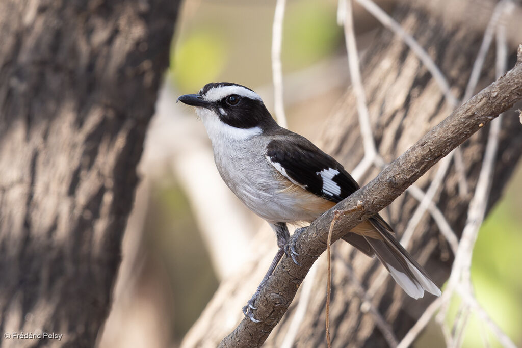 Miro à flancs chamois