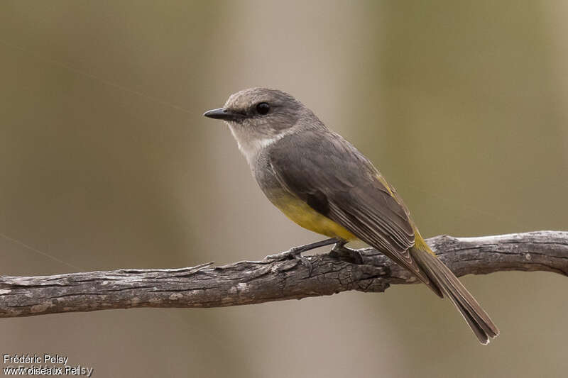 Western Yellow Robinadult, identification