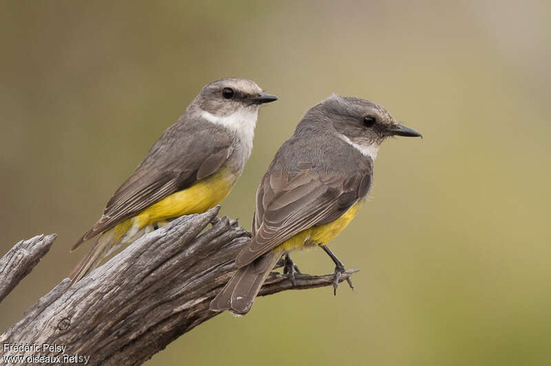 Western Yellow Robinadult, Behaviour