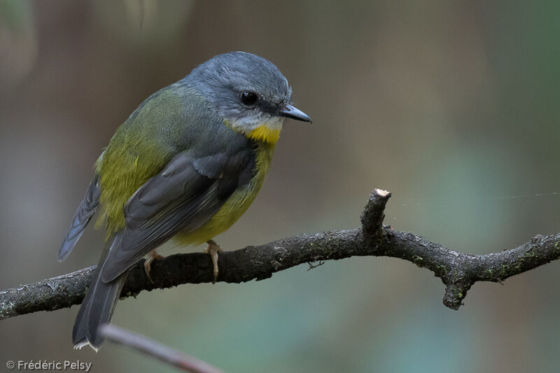 Eastern Yellow Robin