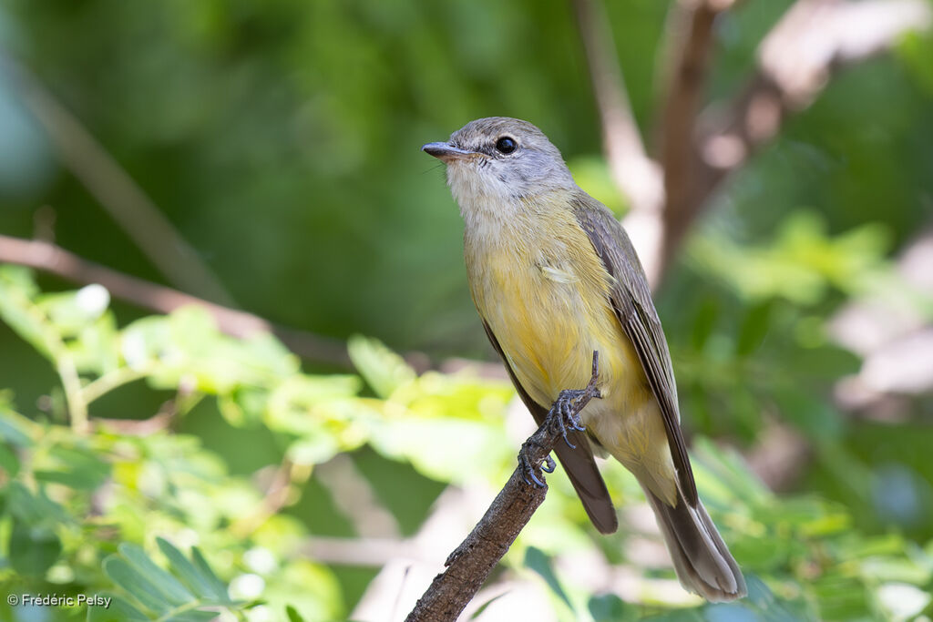 Miro à ventre citronadulte