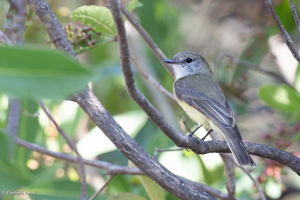Miro à ventre citronadulte