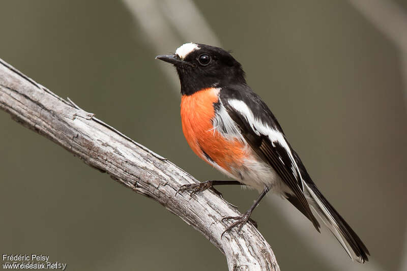 Scarlet Robin male adult, identification