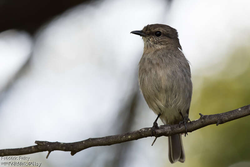 Dusky Robinadult