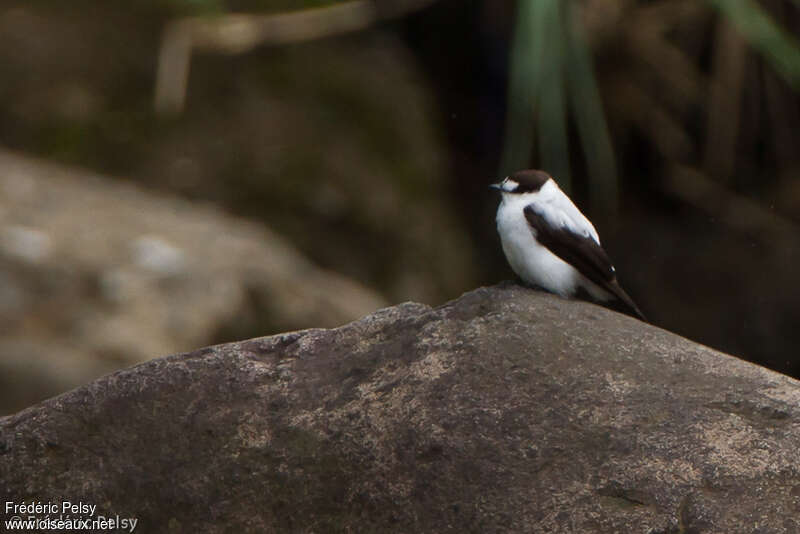 Torrent Flyrobinadult