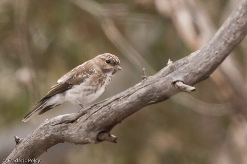 Jacky Winterjuvenile